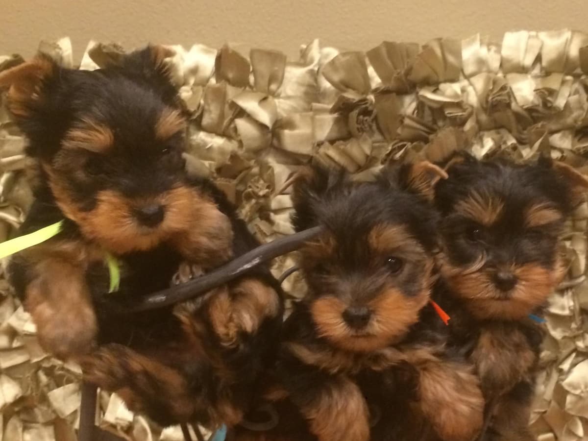 Yorkshire Terrier Puppies breeder image 54