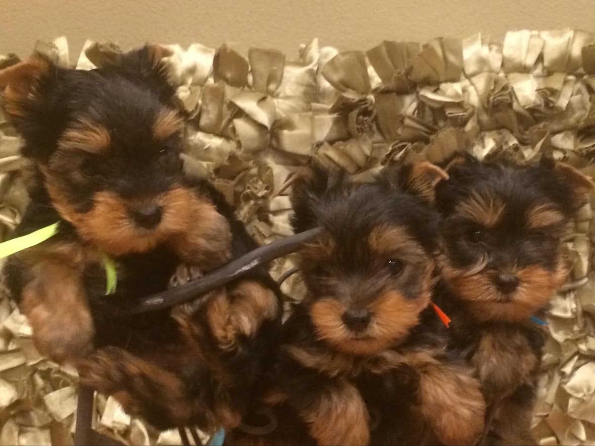 Yorkshire Terrier Puppies breeder image 56