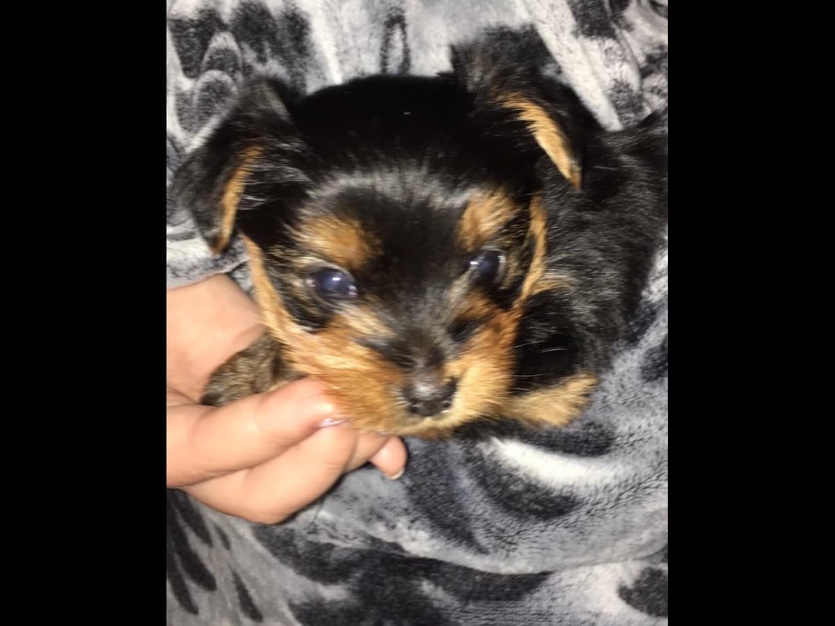 Yorkshire Terrier Puppies breeder image 44