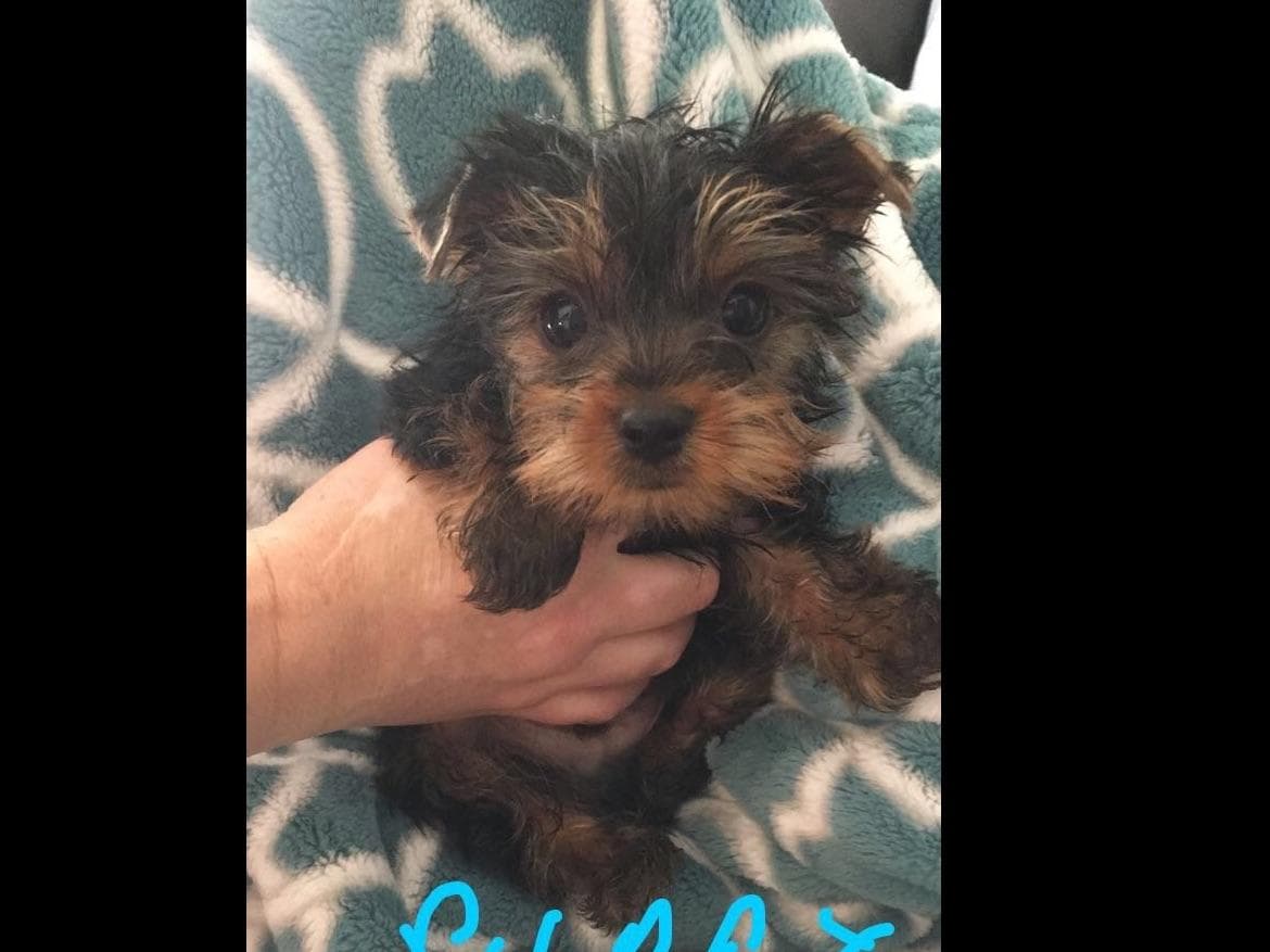 Yorkshire Terrier Puppies breeder image 45