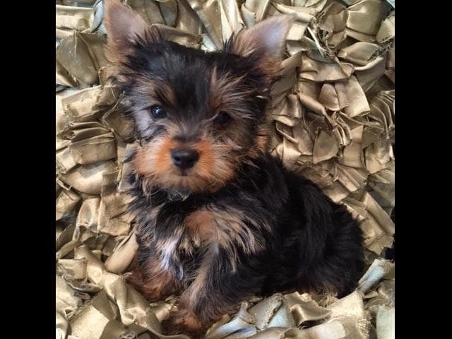 Yorkshire Terrier Puppies breeder image 46