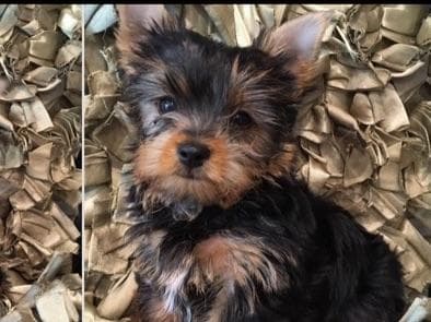 Yorkshire Terrier Puppies breeder image 47