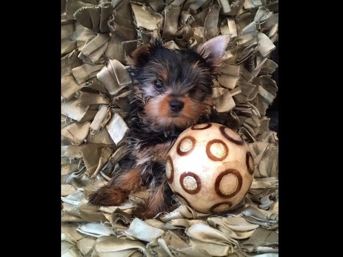 Yorkshire Terrier Puppies breeder image 42