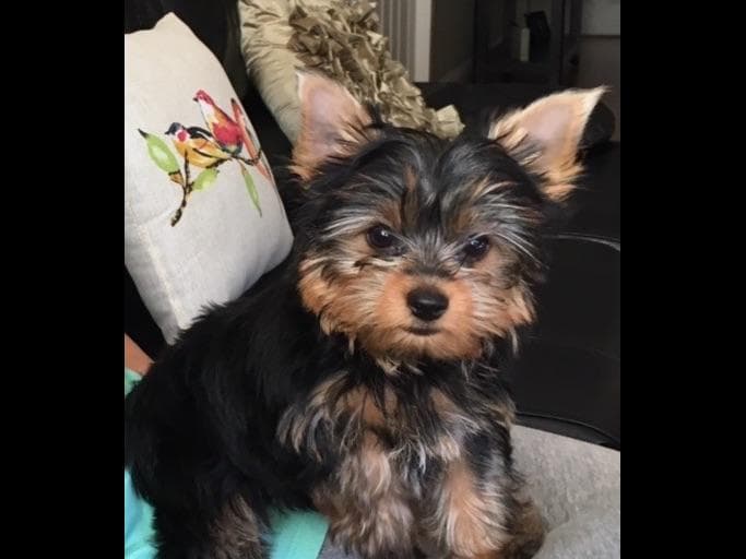 Yorkshire Terrier Puppies breeder image 43