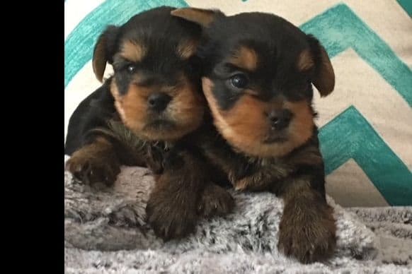 Yorkshire Terrier Puppies breeder image 41