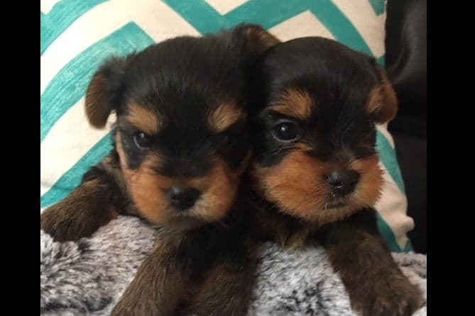 Yorkshire Terrier Puppies breeder image 39