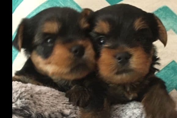 Yorkshire Terrier Puppies breeder image 40