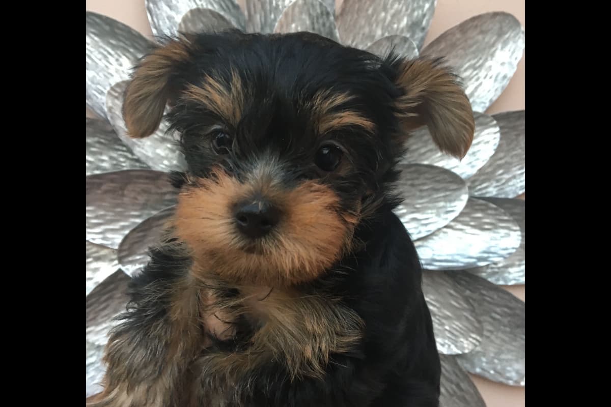Yorkshire Terrier Puppies breeder image 32