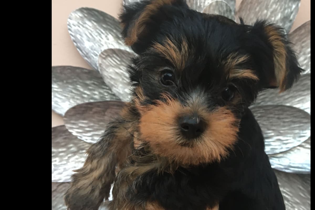 Yorkshire Terrier Puppies breeder image 37