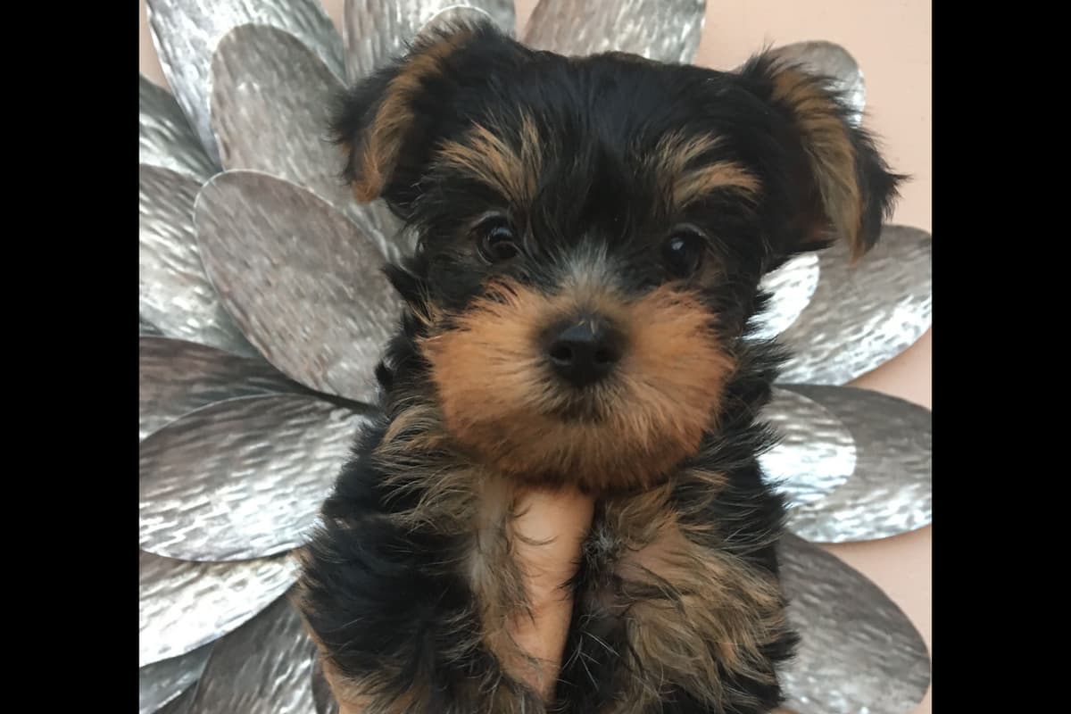 Yorkshire Terrier Puppies breeder image 34