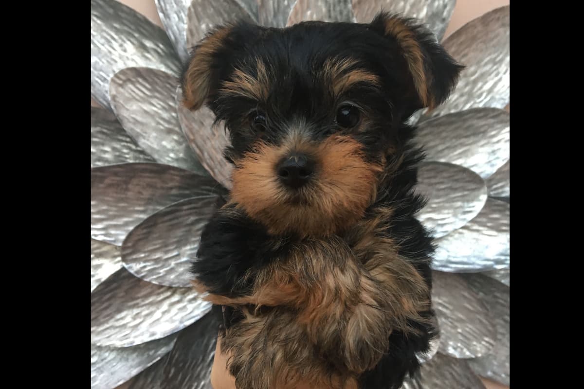 Yorkshire Terrier Puppies breeder image 36