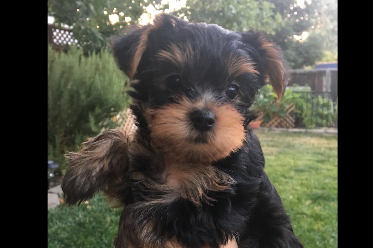 Yorkshire Terrier Puppies breeder image 31