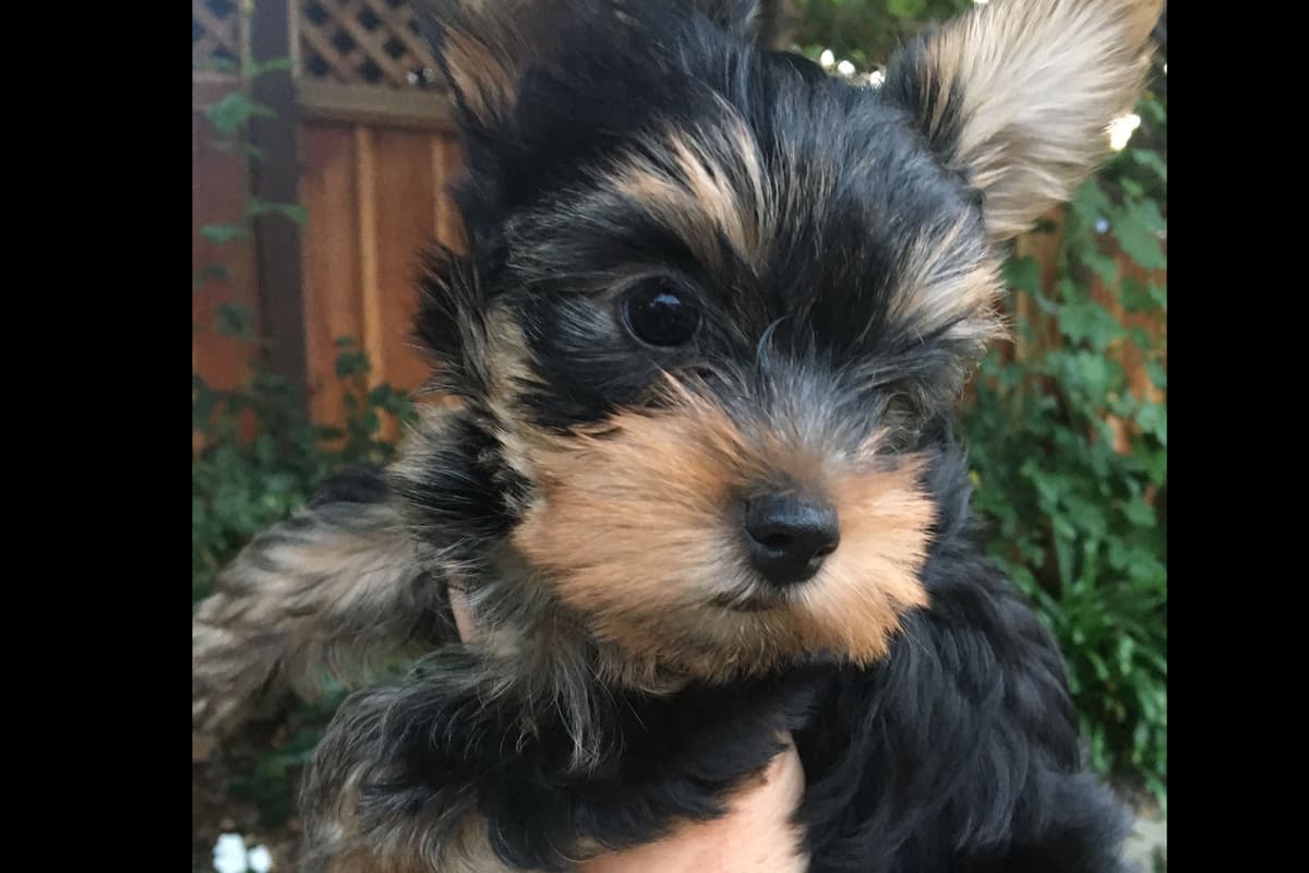 Yorkshire Terrier Puppies breeder image 27