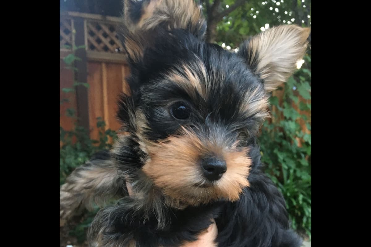 Yorkshire Terrier Puppies breeder image 30