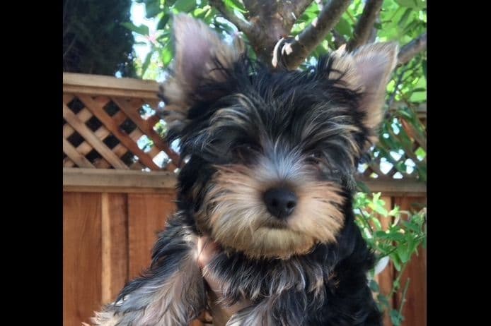 Yorkshire Terrier Puppies breeder image 58