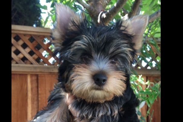 Yorkshire Terrier Puppies breeder image 55