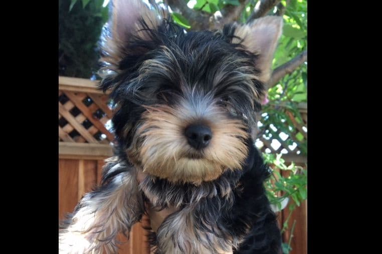 Yorkshire Terrier Puppies breeder image 25