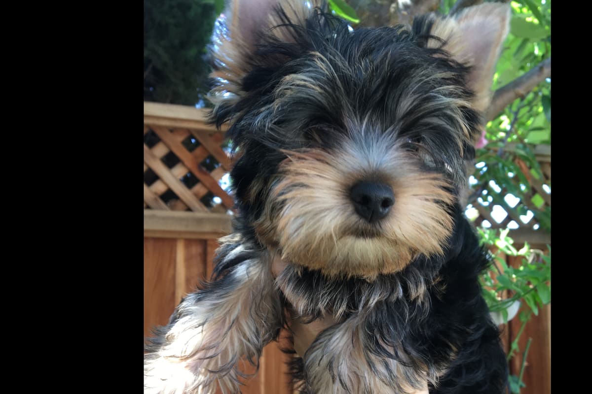 Yorkshire Terrier Puppies breeder image 59
