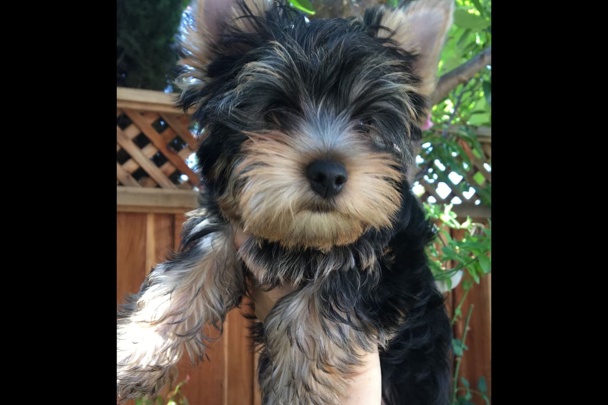 Yorkshire Terrier Puppies breeder image 57