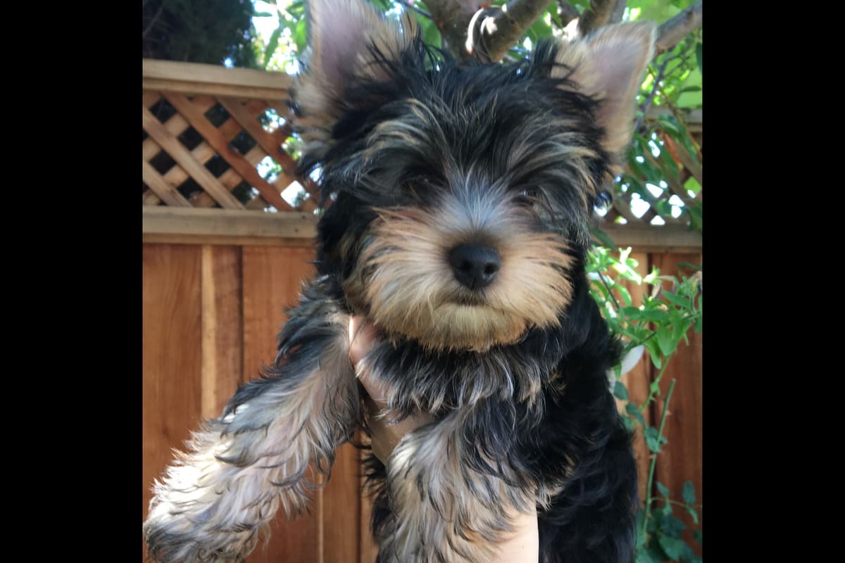 Yorkshire Terrier Puppies breeder image 26