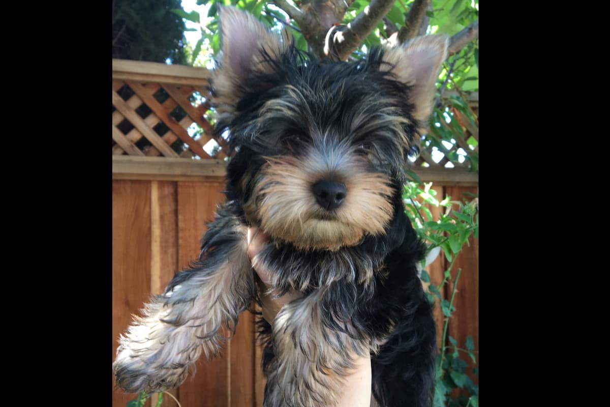 Yorkshire Terrier Puppies breeder image 61