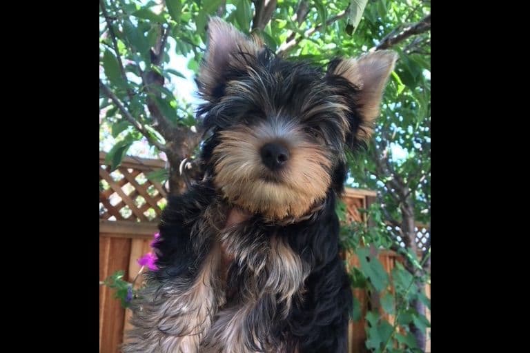 Yorkshire Terrier Puppies breeder image 28