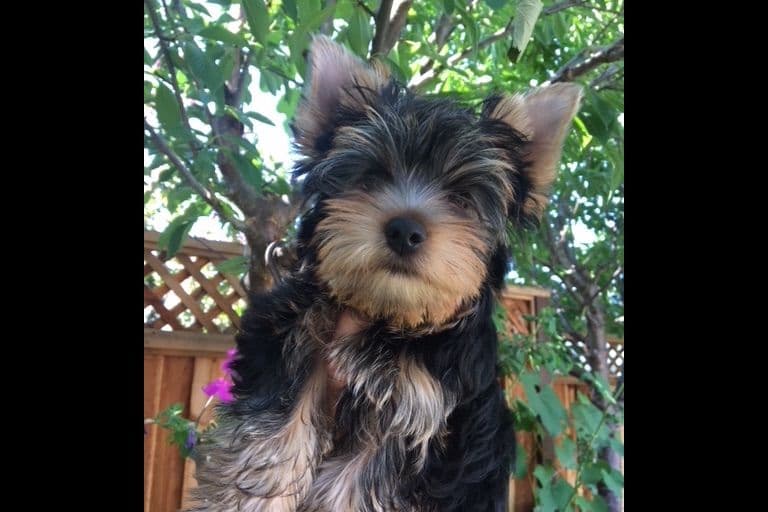 Yorkshire Terrier Puppies breeder image 62
