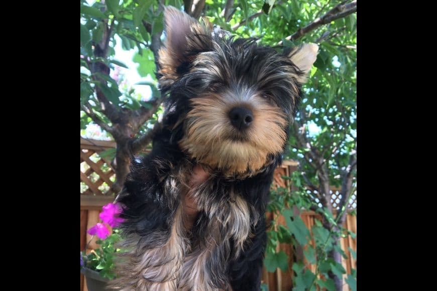 Yorkshire Terrier Puppies breeder image 63