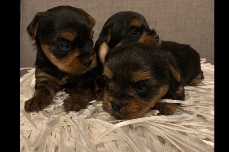 Yorkshire Terrier Puppies breeder image 19
