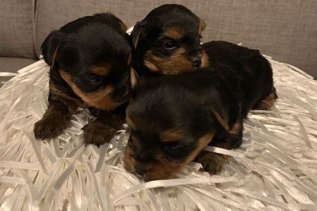 Yorkshire Terrier Puppies breeder image 21