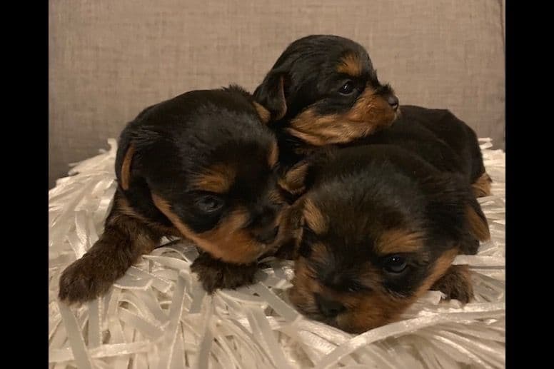Yorkshire Terrier Puppies breeder image 20