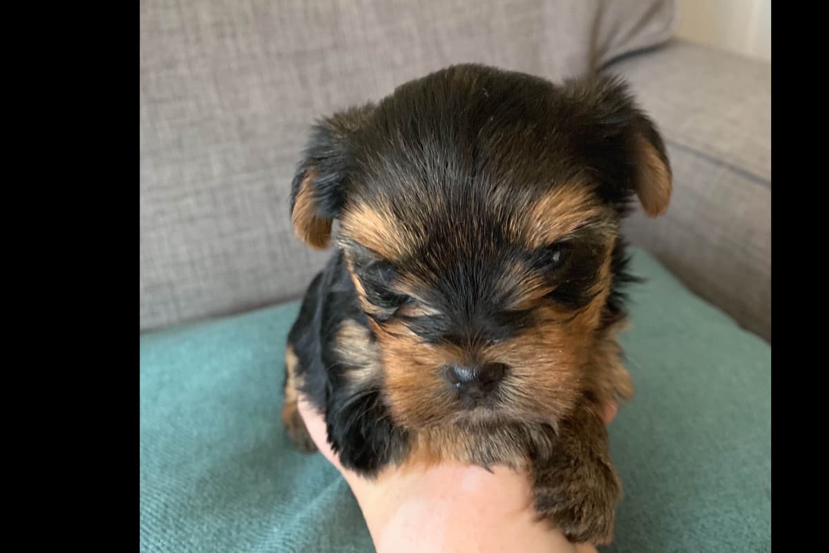 Yorkshire Terrier Puppies breeder image 22