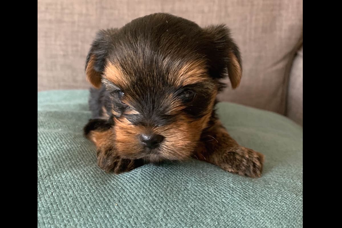 Yorkshire Terrier Puppies breeder image 24