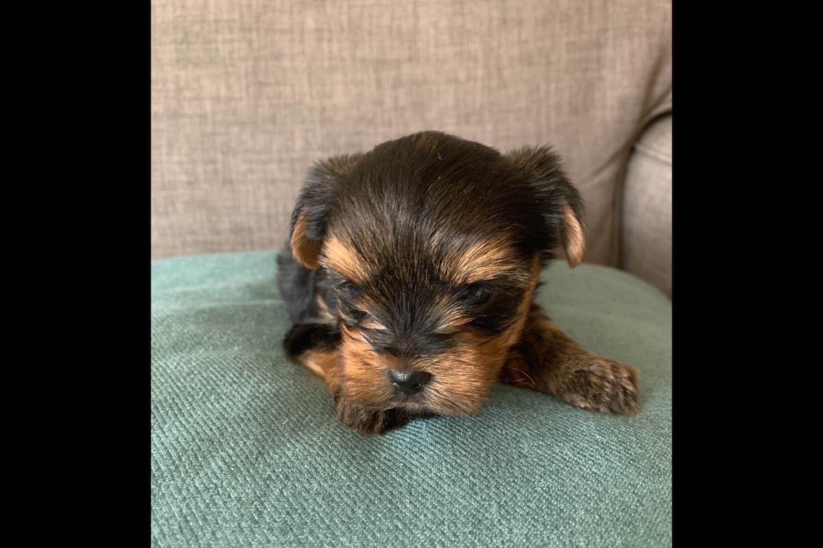Yorkshire Terrier Puppies breeder image 60