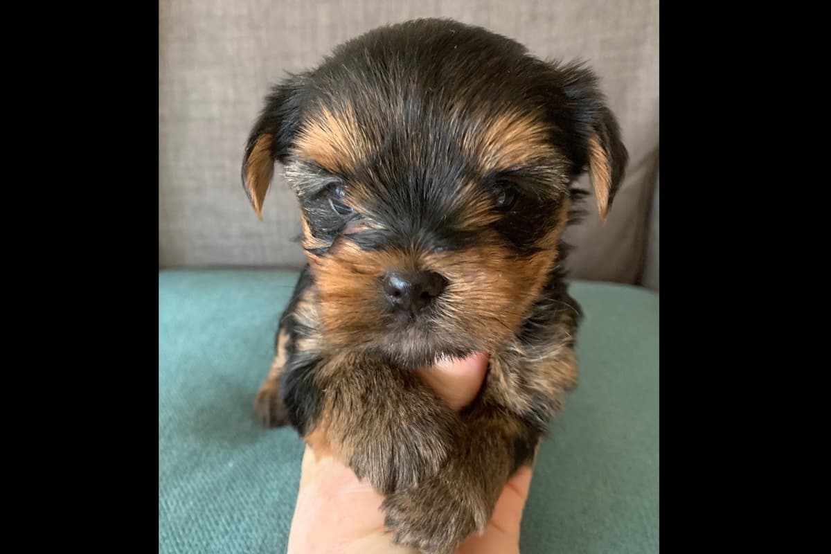 Yorkshire Terrier Puppies breeder image 12