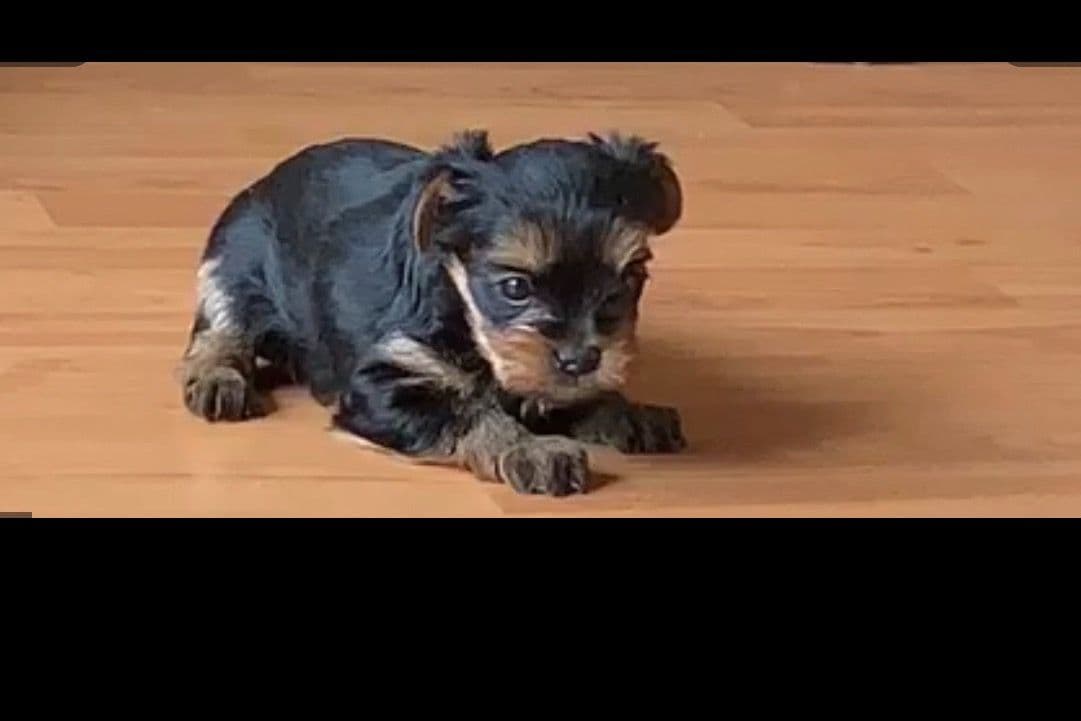 Yorkshire Terrier Puppies breeder image 23
