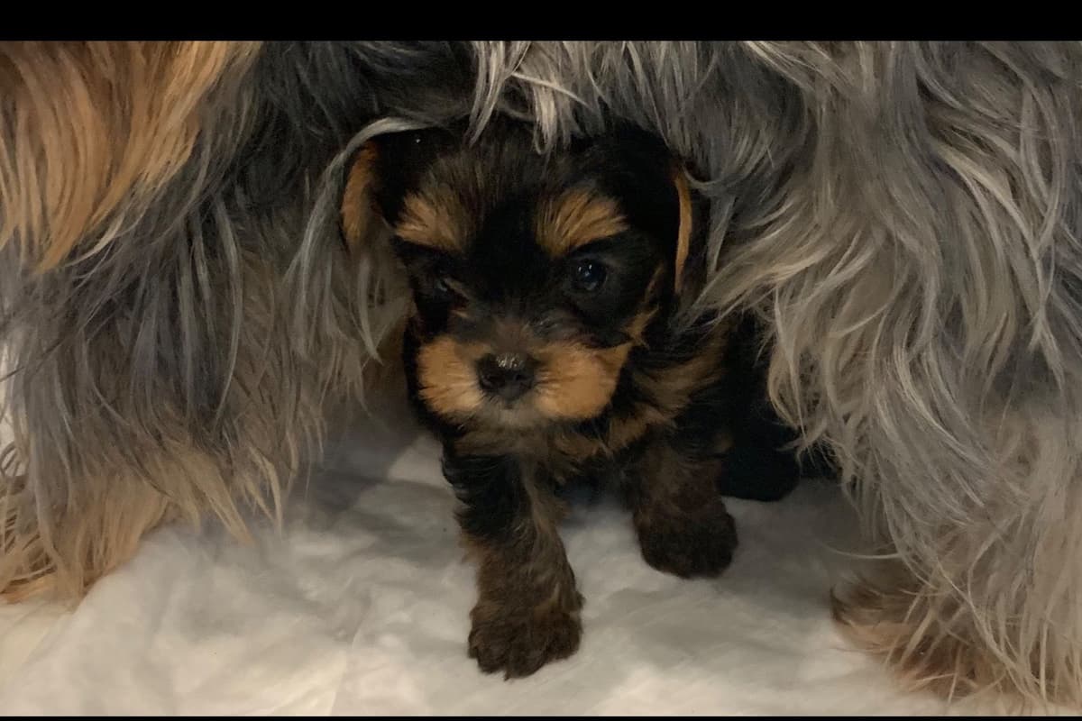 Yorkshire Terrier Puppies breeder image 13