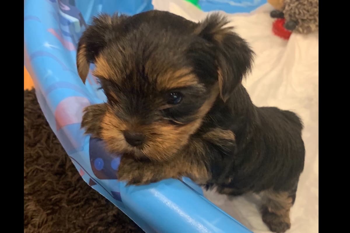 Yorkshire Terrier Puppies breeder image 14