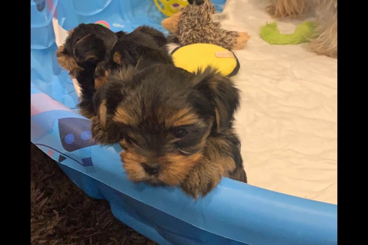 Yorkshire Terrier Puppies breeder image 17