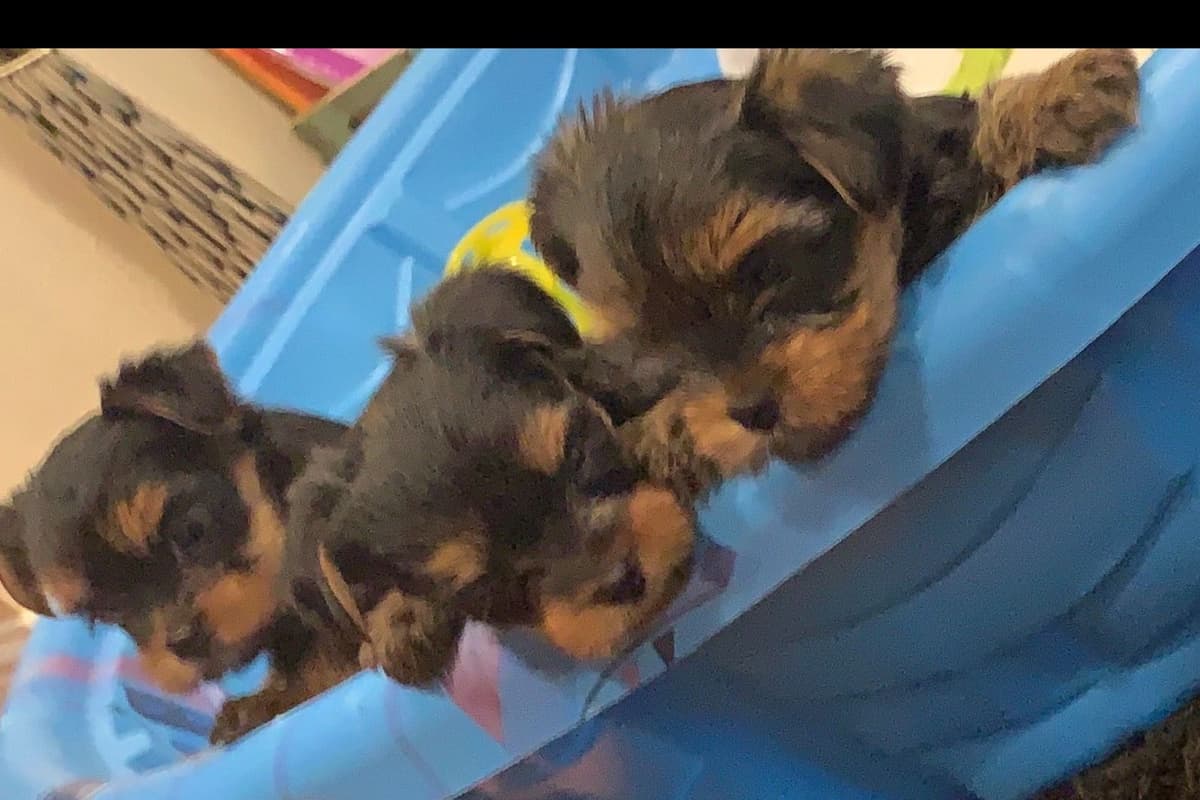 Yorkshire Terrier Puppies breeder image 16