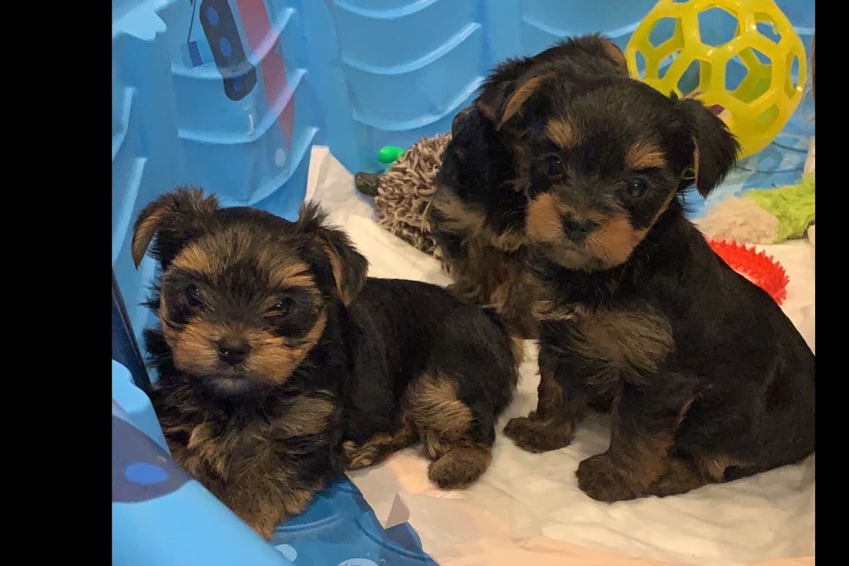 Yorkshire Terrier Puppies breeder image 18