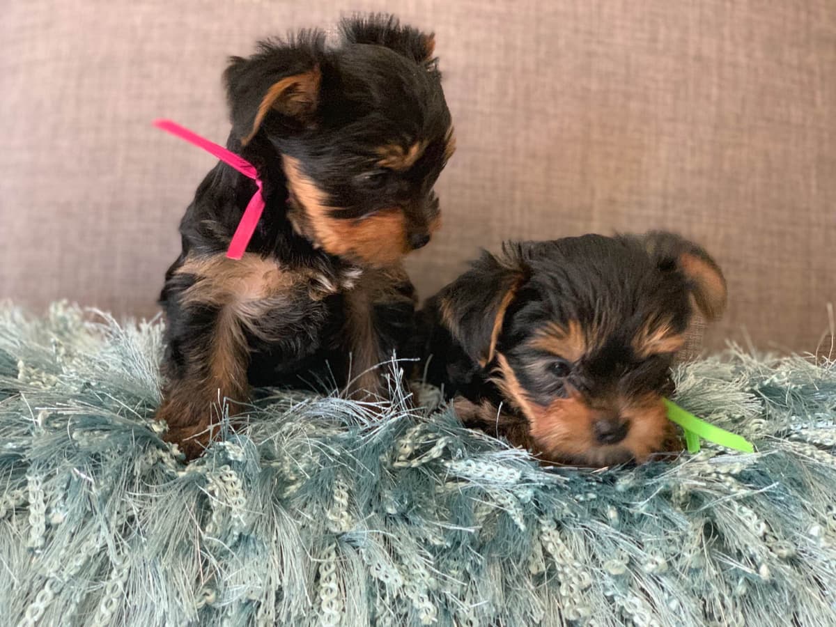 Yorkshire Terrier Puppies breeder image 9