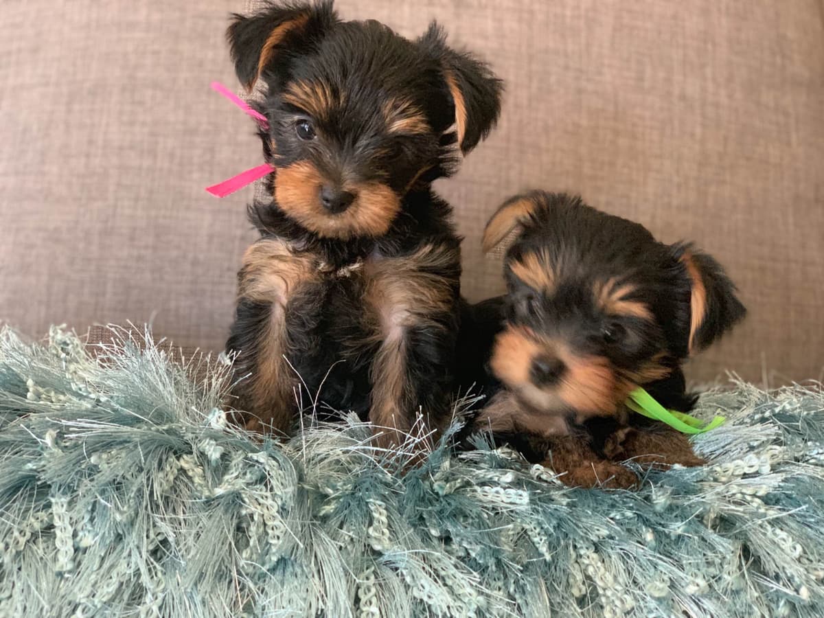 Yorkshire Terrier Puppies breeder image 5