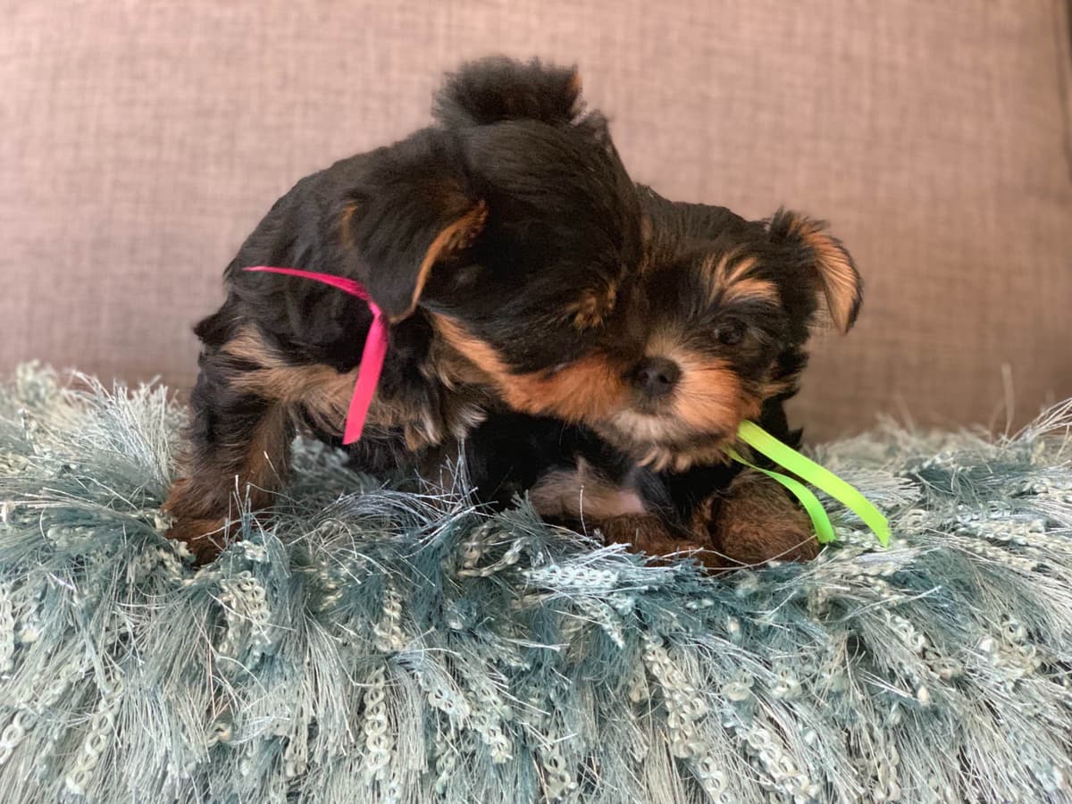 Yorkshire Terrier Puppies breeder image 8