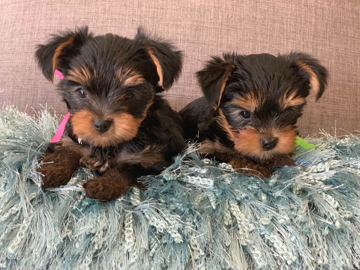 Yorkshire Terrier Puppies breeder image 7