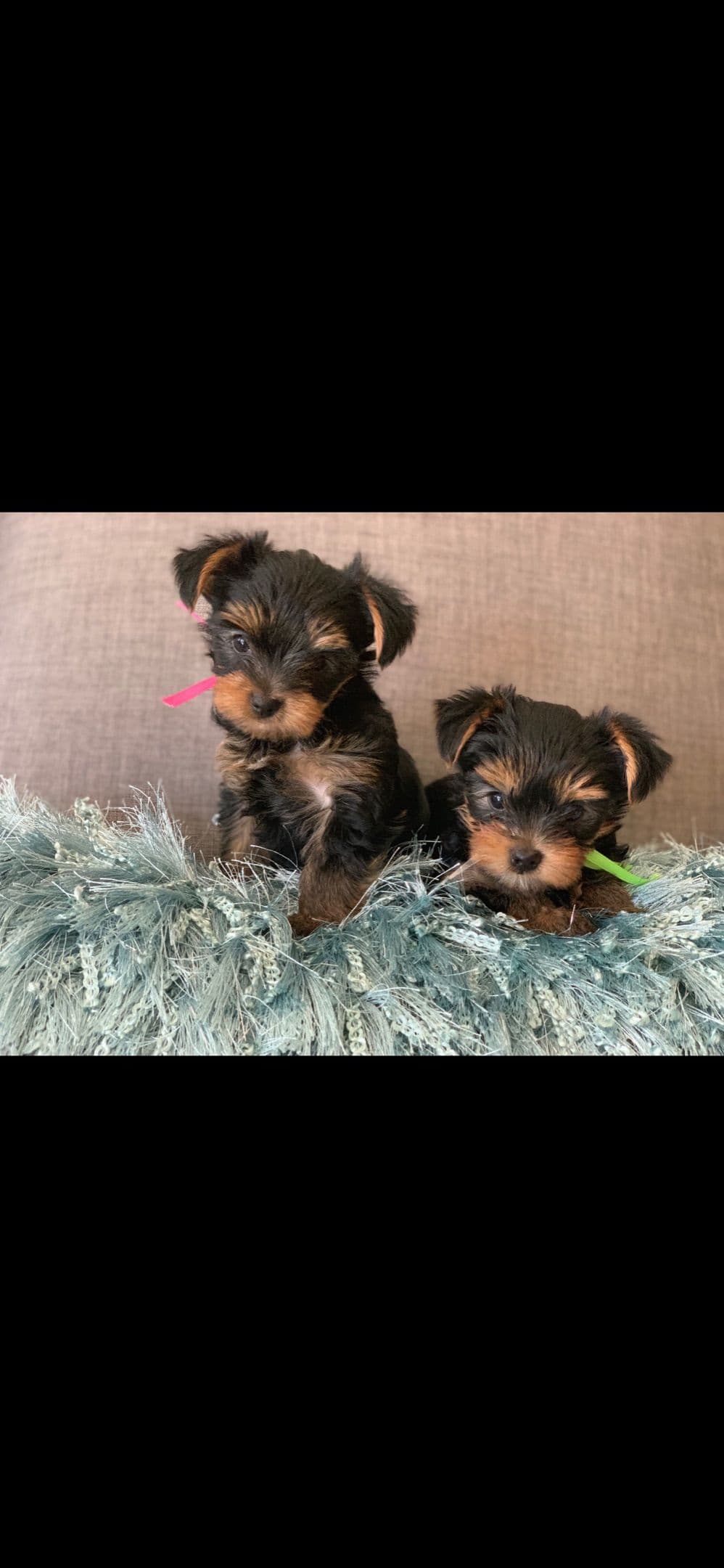 Yorkshire Terrier Puppies breeder image 10