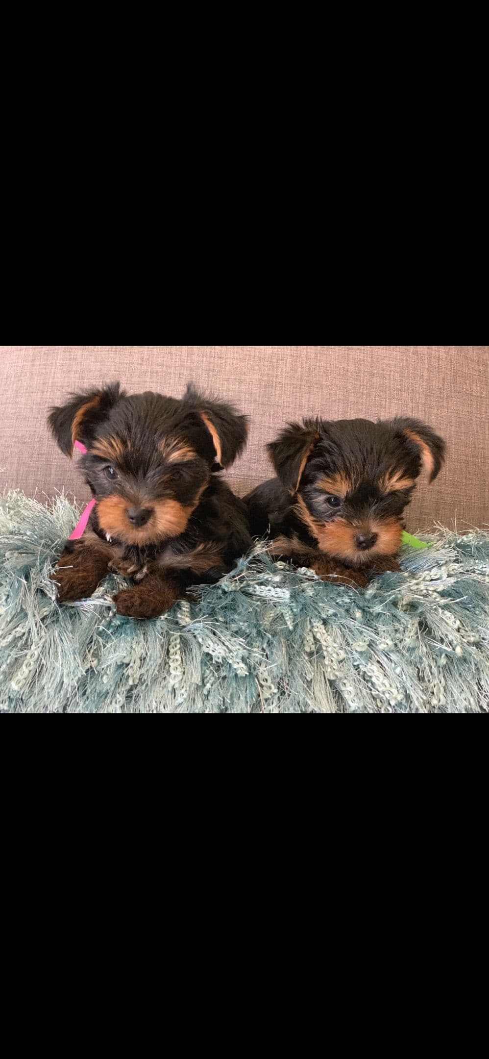 Yorkshire Terrier Puppies breeder image 11