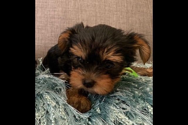 Yorkshire Terrier Puppies breeder image 6