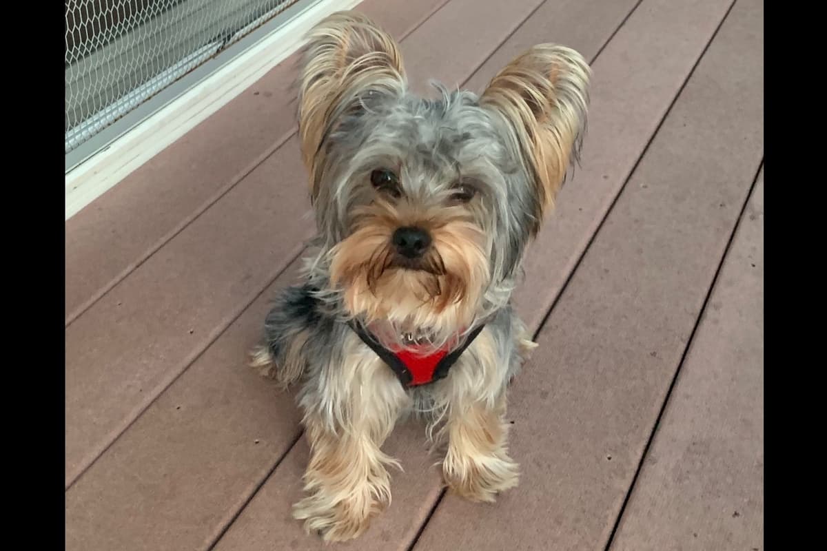 Yorkshire Terrier Puppies breeder image 2