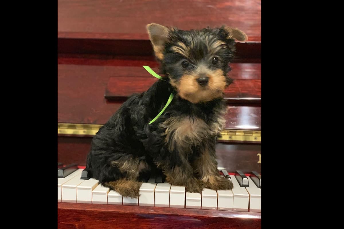 Yorkshire Terrier Puppies breeder image 4